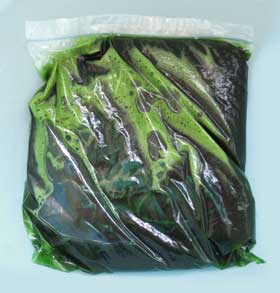 ストックバッグ内で絹布をミキサーで撹拌したできたての抹茶色の染液を追加して浸しているところ