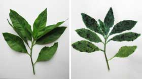 成長期のタデアイの葉（花が濃淡のピンクで葉が長卵型タイプ）のインディカン含量量の比較