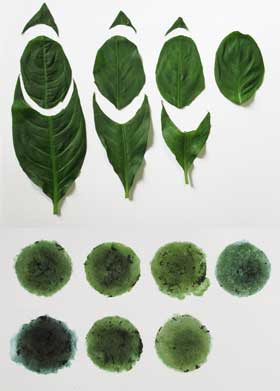 ４種類のタデアイ葉と葉を擦った液を画用紙に染み込ませたものの比較
