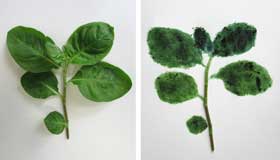成長期のタデアイの葉（マルバアイ）のインディカン含量量の比較
