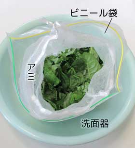 藍の生葉染めの染液を作るためのセット　タデアイの葉をアミの袋に入れさらにストックバッグに入れて洗面器の中に置いたもの