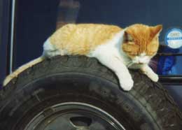 スペアタイヤの上で寝るネコ