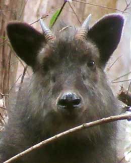 藪の中からこちらを見つめるニホンカモシカの顔アップ