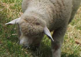 草を食べる仔羊画像