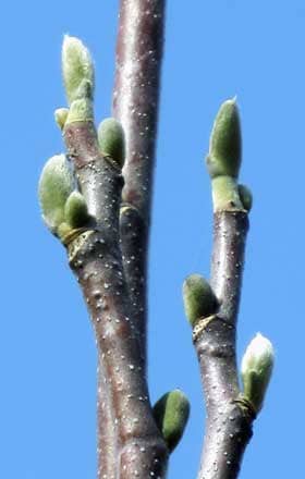 ハクモクレンの冬芽の葉芽