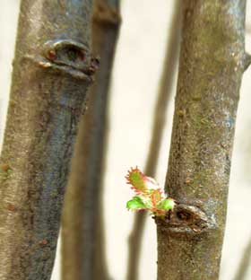 カリン幼木の冬芽と芽吹き