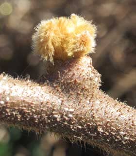 ふかふかとした黄色い毛のついたキウイフルーツの冬芽