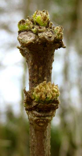 ムクゲの冬芽と葉痕