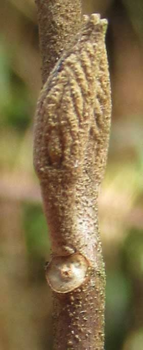 星状毛に覆われたムラサキシキブの裸芽と葉痕