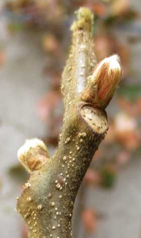 オオモクゲンジの冬芽と葉痕