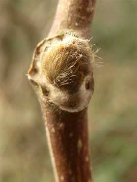 ウリノキの冬芽と葉痕