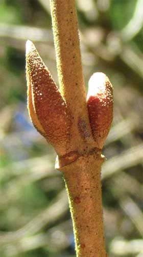ヤブデマリの冬芽と葉痕