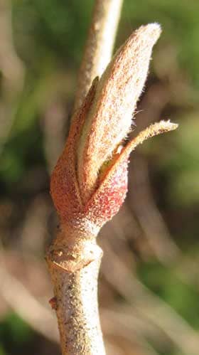 星状毛に覆われたヤブデマリの冬芽と葉痕