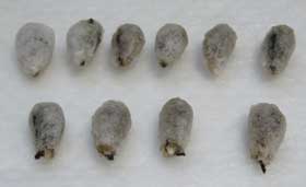 アメリカ綿の種子10個　発根の兆し