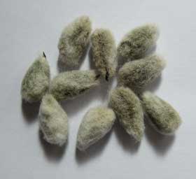 やや深緑色を帯びた綿毛に包まれているアメリカ綿種子10個