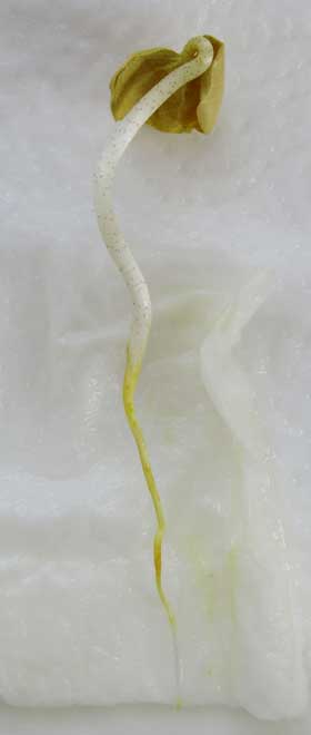 アメリカワタもやしの根のまわりに染み出した黄色い色素ゴシポール