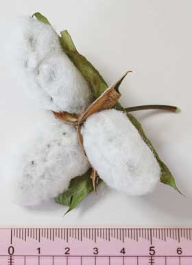 収穫したアジア綿のコットンボールと定規