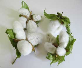 ８月下旬に収穫したアジア綿のコットンボール４個