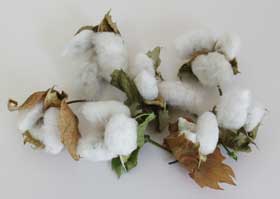 11月下旬に収穫したアジア綿のコットンボール７個