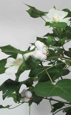 実験開始から178日目の花と白い綿花が混在するアメリカ綿
