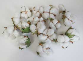 ３月23日に時短発芽したアメリカ綿の９月17日までに収穫したふっくらとしたコットンボール