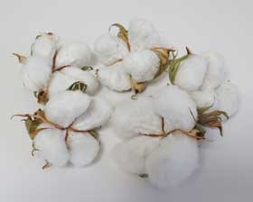 ４月６日に時短発芽したアメリカ綿の９月17日までに収穫したふっくらとしたコットンボール