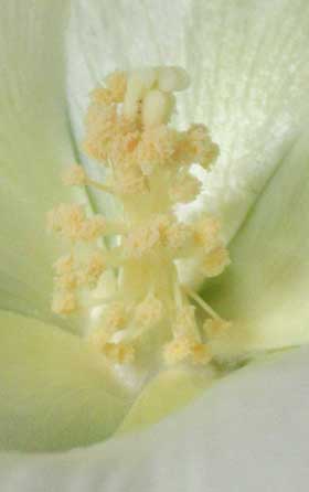 実験開始から98日目の開花して花粉を出すアメリカ綿の花のしべ部分