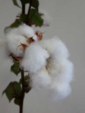 もこもこのわたつき種子が落ちそうになっきているアメリカ綿のふかふかのコットンボール
