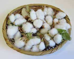 今季に収穫した越冬アジア棉のコットンボール