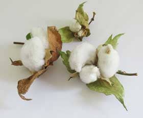 ８月上旬に収穫した越冬アジア棉のコットンボール３個