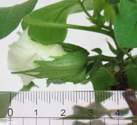 越冬アメリカ棉の３cm位の小さな２番花
