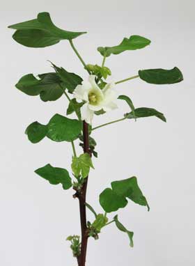 越冬アメリカ棉の１番花