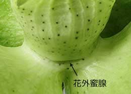 ワタの萼と副萼の間にある花外蜜腺