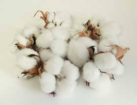 ９月26日までに収穫したした10個のアメリカ綿のコットンボール