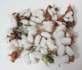 ９月下旬に収穫した18個の越冬アジア綿のコットンボール