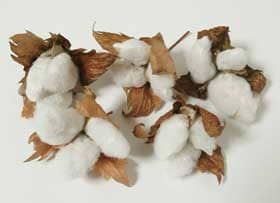 ９月下旬に収穫した今年栽培を始めたアジア綿のコットンボール５個