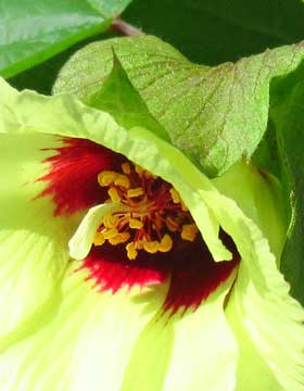 ８月14日　美しく咲いている越冬アジア棉の花の中心部