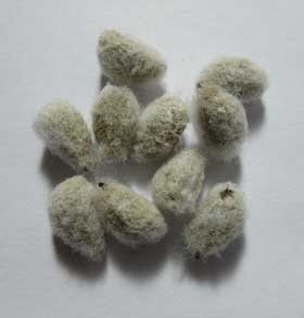 白っぽいアジア綿の種子10個
