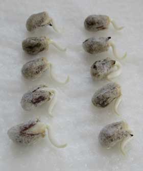 発根したばかりのアジア綿の種子10個