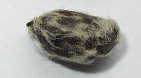 綿毛をむしると黒い地肌が見えるアメリカ綿の種子