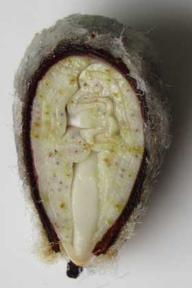 中央に幼根と胚軸が見えるアジア綿の種子の縦断面