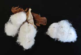 アジア綿のコットンボールから１つの綿の塊を外したところ