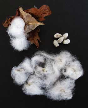 アジア綿のコットンボールに内包されているワタの種子