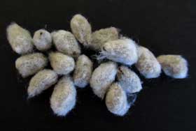 アジア綿の種子