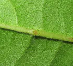 アジア綿の葉の裏の主脈にある小さな花外蜜腺