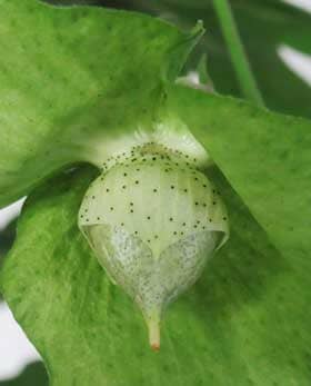 果実になったアジア綿の萼の基部の花外蜜腺