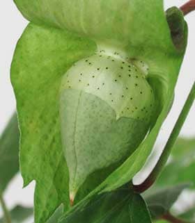 アジア綿の未熟果の萼の基部から出る花外蜜