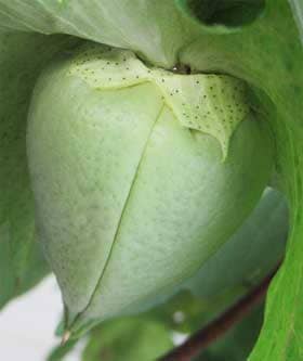 完熟間近のアジア綿の未熟果の萼の基部から出る花外蜜
