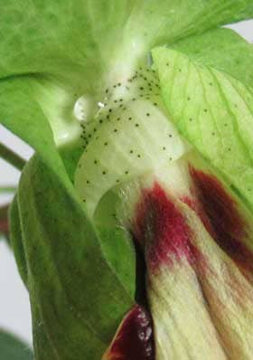 開花２日めのアジア綿の萼の基部からあふれ出る花外蜜