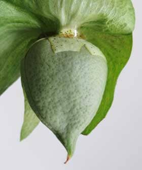 大きくなったアジア綿の未熟果の萼の基部から出る花外蜜